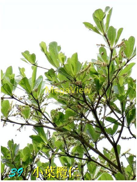 錦葉欖仁|Terminalia mantaly